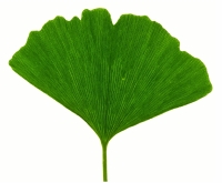 Ginkgo