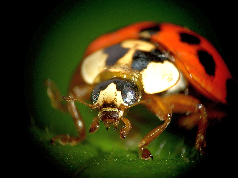 Marienkäfer