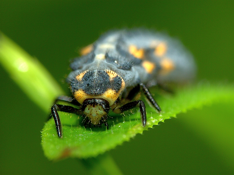 Marienkäfer