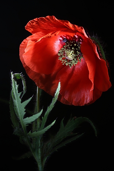 Klatschmohn